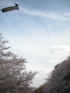 善福寺川の桜 善福寺川の桜
